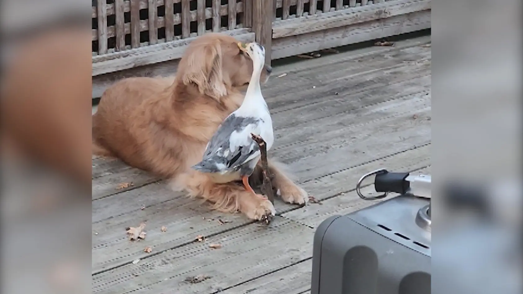 Hund bleibt tiefenentspannt