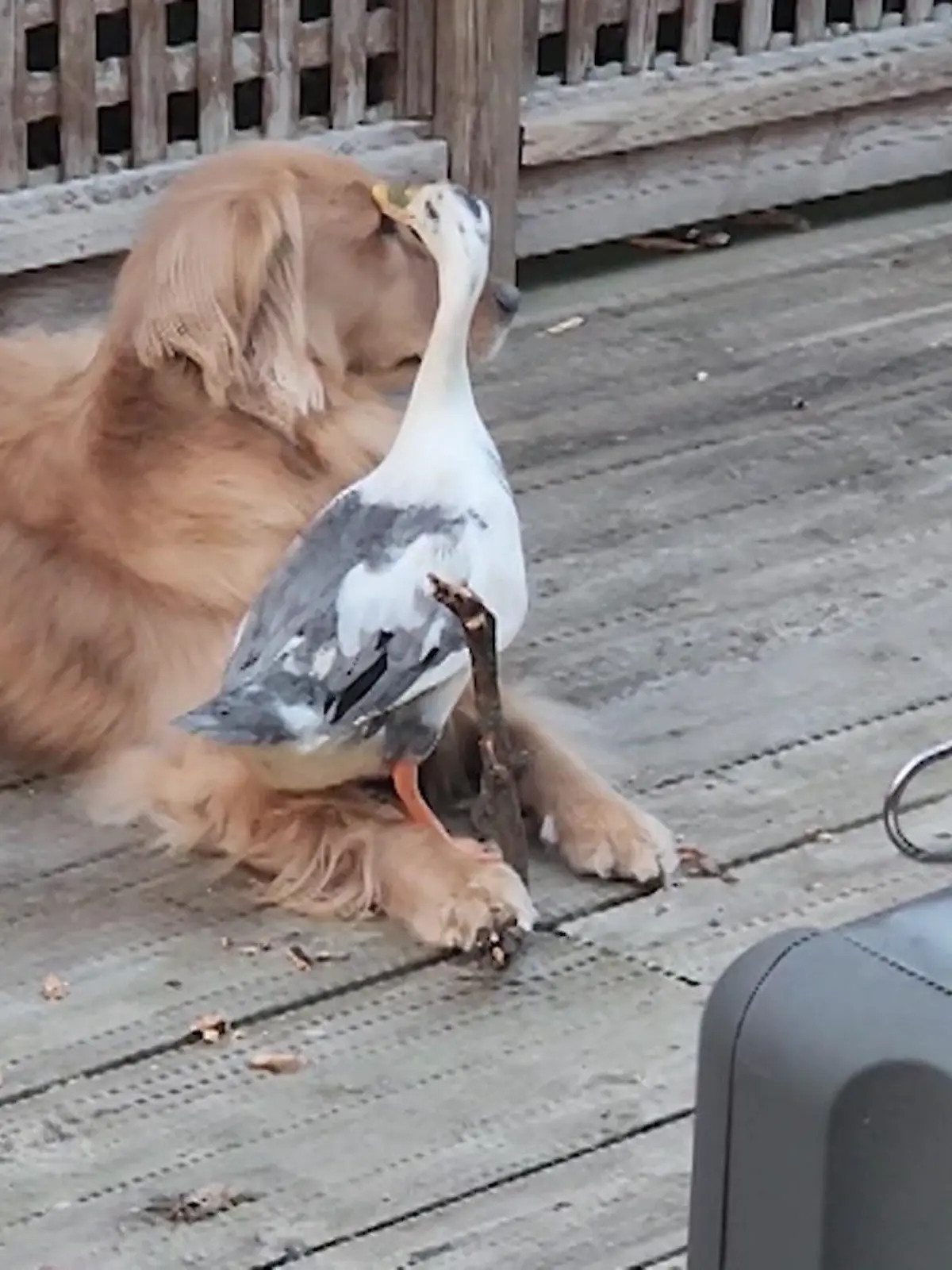 Kaum zu glauben, was sich dieser liebe und geduldige Hund alles gefallen lässt. Denn eine dreiste Ente hat nichts besseres zu tun, als den Hund die ganze Zeit anzuknabbern - und dann auch noch als persönlichen Berg zu benutzen.