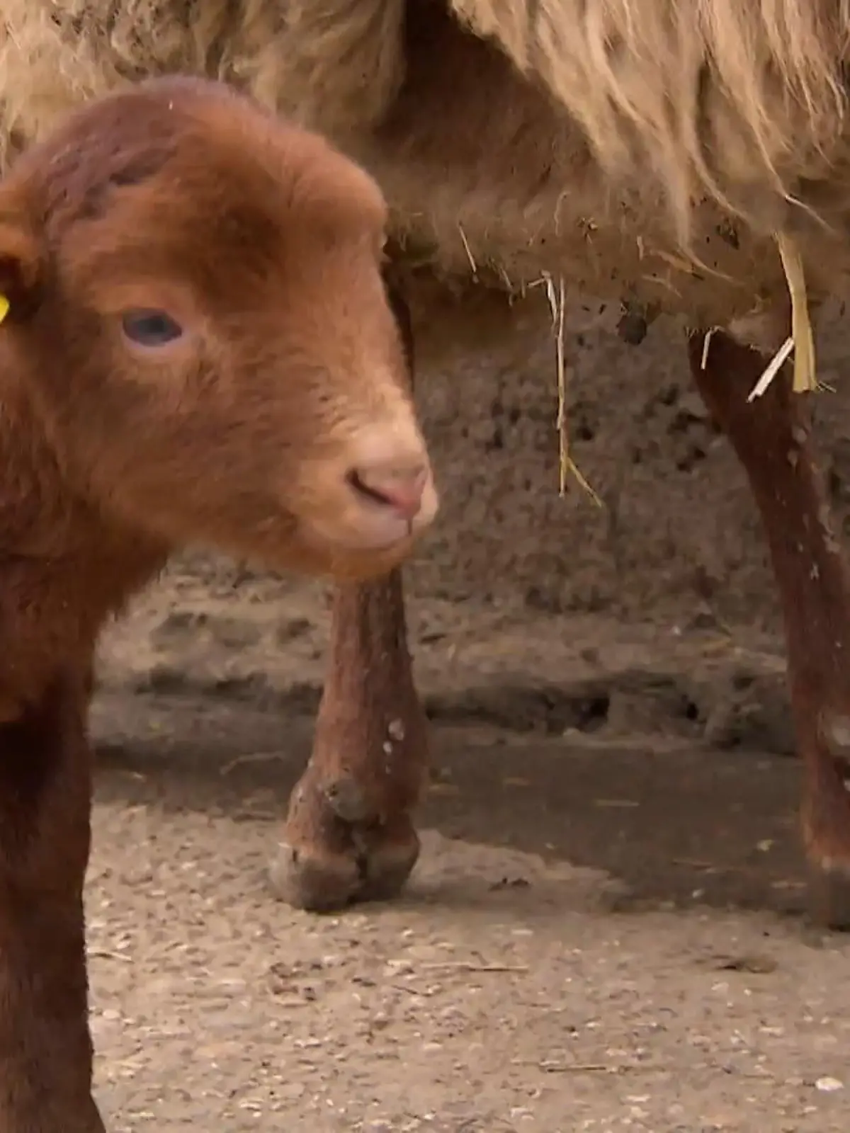 Bild zu: "Nachwuchs im Tiergarten Kleve"
