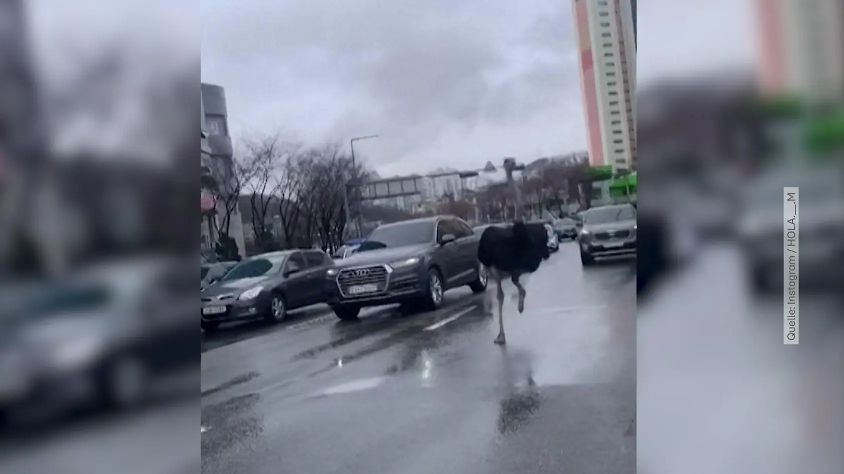 Strauß rennt frei im Verkehr herum