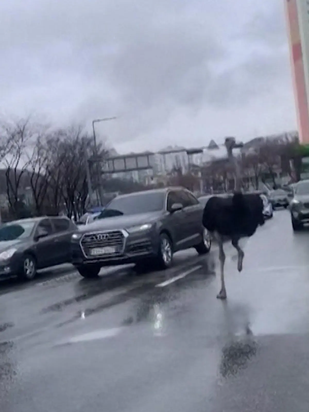Schneller als jeder Sportwagen!
Dieser Strauß sucht das Weite und rennt wild über die Straßen von Südkorea. Ein absolut gefährliches Manöver. Wie es ausgeht, das seht ihr im Video.