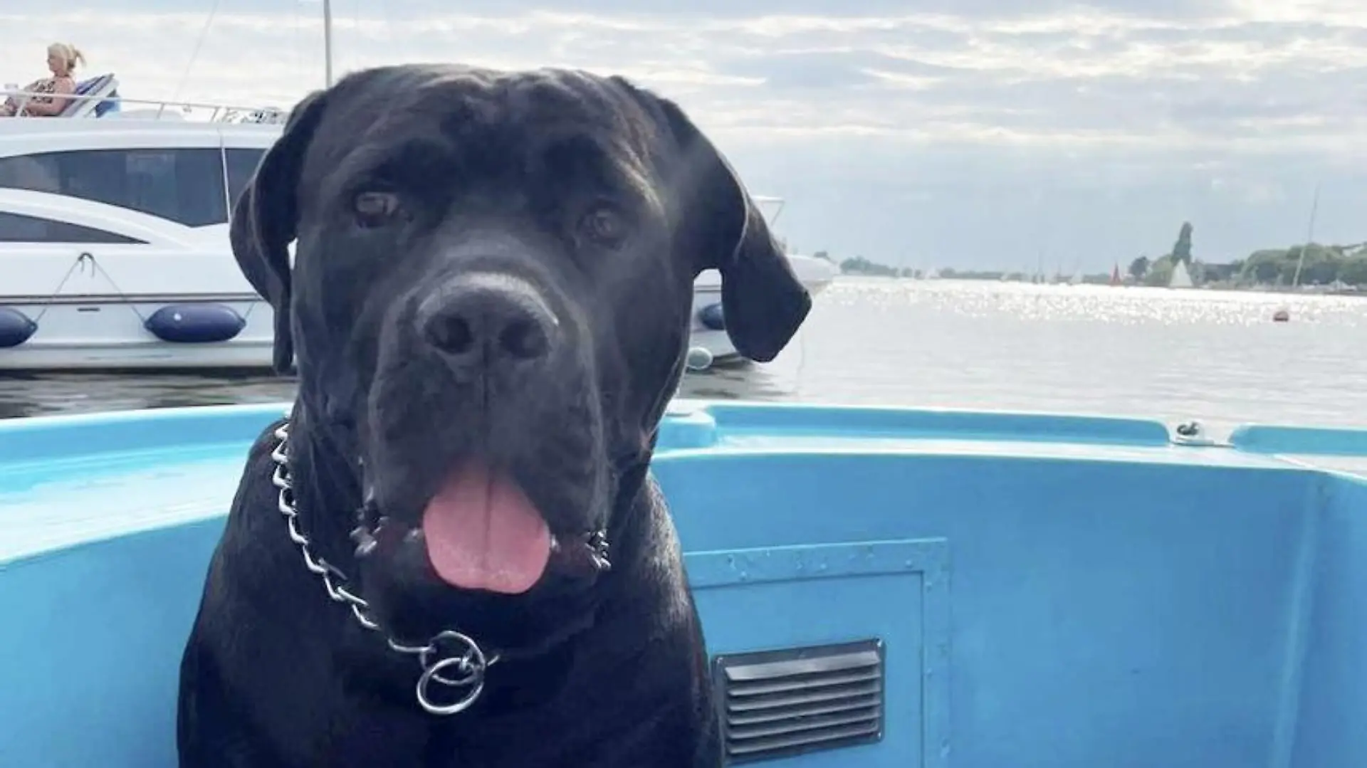 SONDERKONDITIONEN: Satzpreis!
Bentley, the 60kg 2 year old Italian cane corso who, on 25 August, fell off the side of a boat moored at the Norwich Yacht Station, River Wensum. See SWNS story SWLNdog. An animal lover who leapt into a river to save a drowning dog ended up in hospital - when the ungrateful mutt bit him on the face. Reece Taylor, 27, leapt into action while cycling alongside a river and hearing someone shouting for help to save his drowning dog. Bentley, an Italian cane corso, had fallen off the side of a boat moored at the Norwich Yacht Station, River Wensum, early on Thursday morning (25 August). Reece stripped down to his undies and leapt into the river to save the 60kg animal - only for the distressed pet to bite him on his face.  / action press