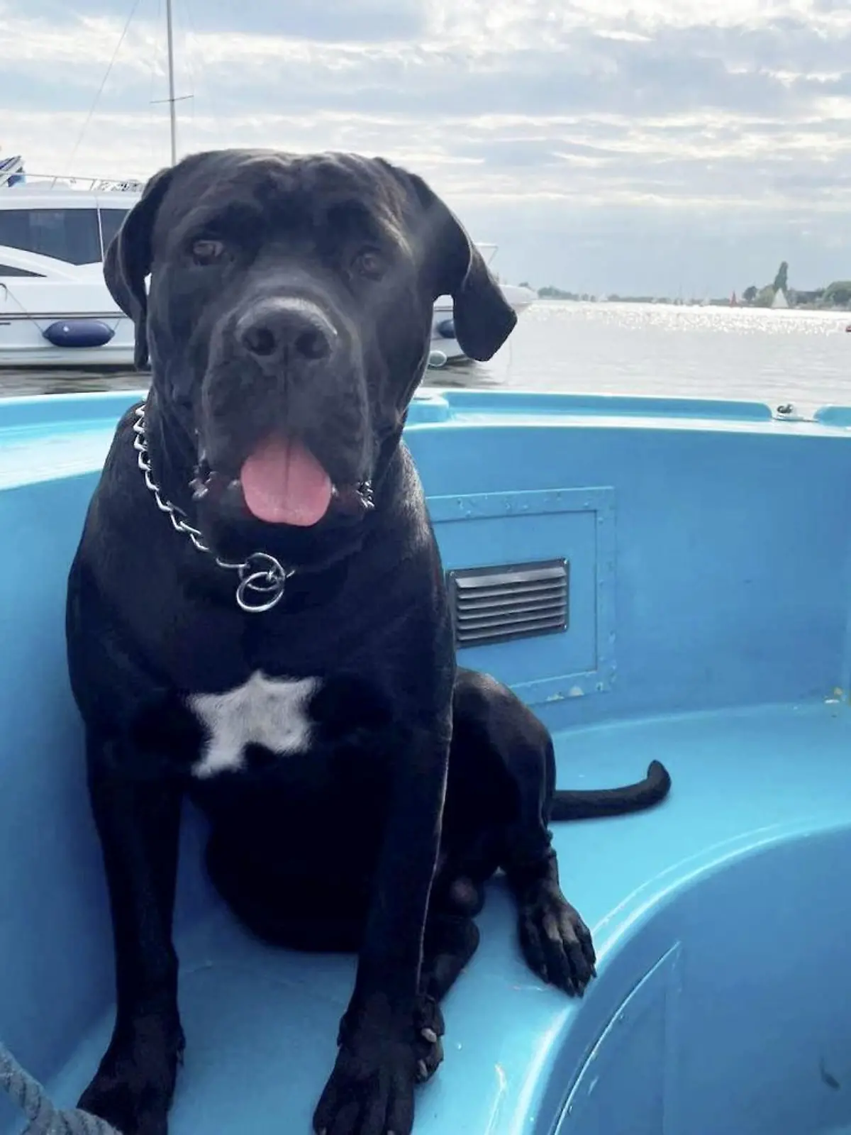 SONDERKONDITIONEN: Satzpreis!
Bentley, the 60kg 2 year old Italian cane corso who, on 25 August, fell off the side of a boat moored at the Norwich Yacht Station, River Wensum. See SWNS story SWLNdog. An animal lover who leapt into a river to save a drowning dog ended up in hospital - when the ungrateful mutt bit him on the face. Reece Taylor, 27, leapt into action while cycling alongside a river and hearing someone shouting for help to save his drowning dog. Bentley, an Italian cane corso, had fallen off the side of a boat moored at the Norwich Yacht Station, River Wensum, early on Thursday morning (25 August). Reece stripped down to his undies and leapt into the river to save the 60kg animal - only for the distressed pet to bite him on his face.  / action press