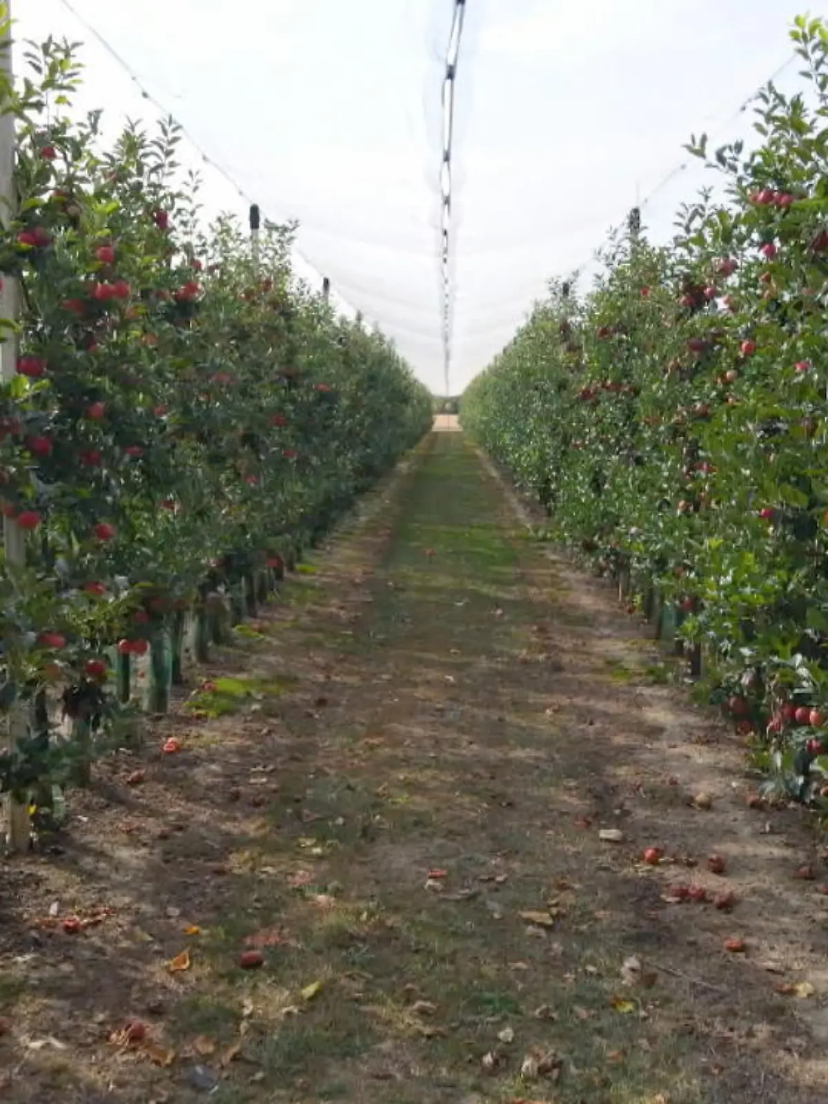 Spätsommer, das ist Erntezeit: Äpfel, Pflaumen, Himbeeren - in diesen Tagen werden viele leckeren Früchte reif. Aber wer hat schon eine Obstwiese, wo all diese Köstlichkeiten wachsen? Die meisten von uns müssen Obst und Gemüse im Supermarkt kaufen. Aber jetzt schlagen viele Obstbauern Alarm: Der „Früchtediebstahl“ auf ihren Feldern und Plantagen wird immer schlimmer.