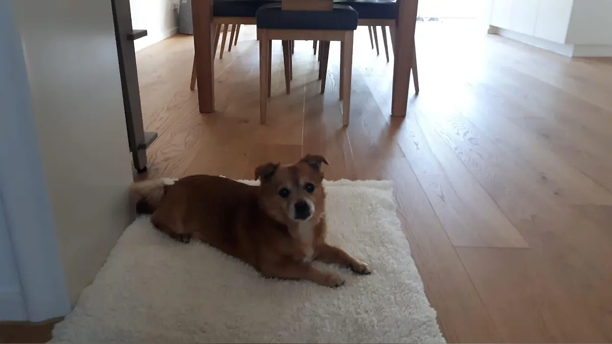 Hund vor Edeka-Filiale in Düsseldorf-Pempelfort verschwunden.