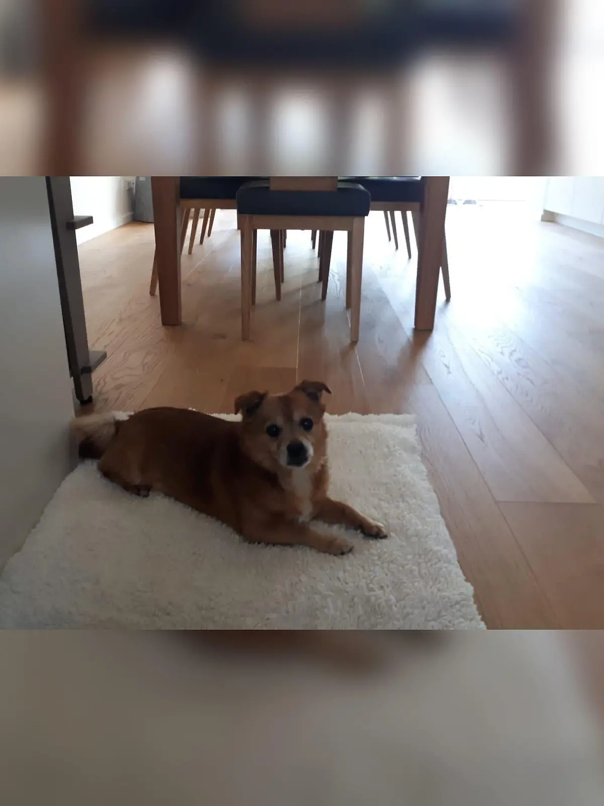 Hund vor Edeka-Filiale in Düsseldorf-Pempelfort verschwunden.