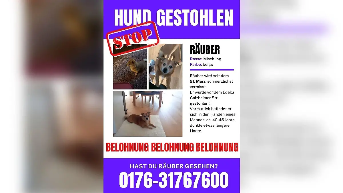Flyer zeigt entführten Hund aus Düsseldorf.