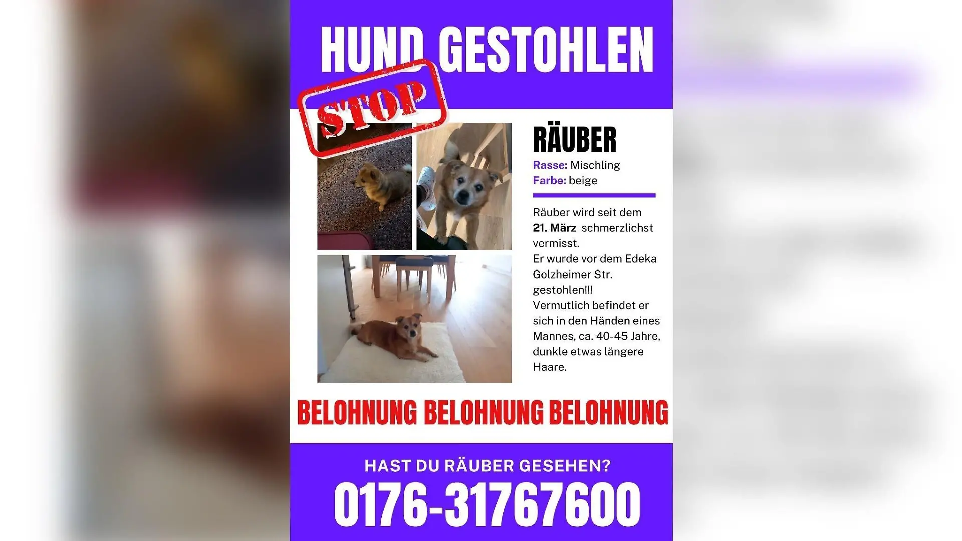 Flyer zeigt entführten Hund aus Düsseldorf.