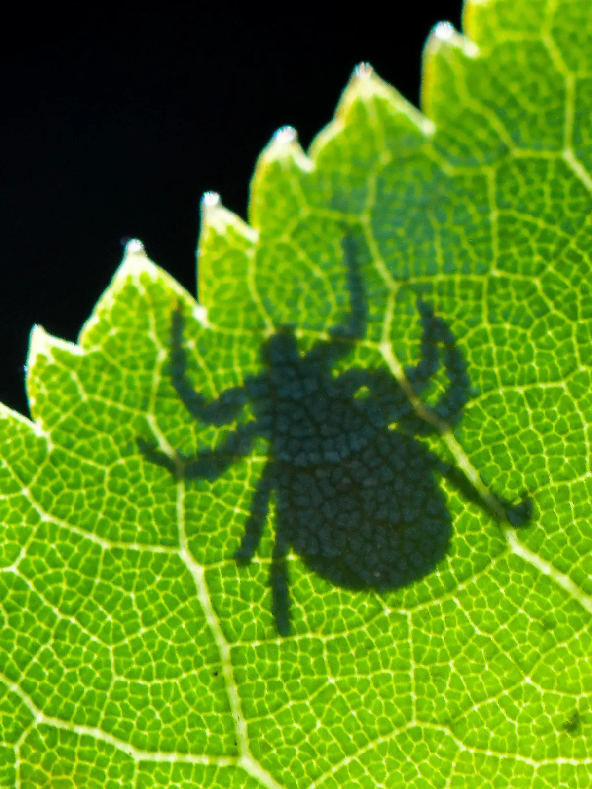 ARCHIV - 07.09.2020, Brandenburg, Sieversdorf: Im Gegenlicht ist der Schatten einer Zecke (Ixodida) auf einem Blatt zu sehen. Das Tier wartet auf Beute. Viele Zeckenarten sind bedeutende Krankheitsüberträger. (zu dpa: «Experten warnen vor Infektionen: Zecken sind bereits sehr aktiv») Foto: Patrick Pleul/dpa-Zentralbild/dpa +++ dpa-Bildfunk +++