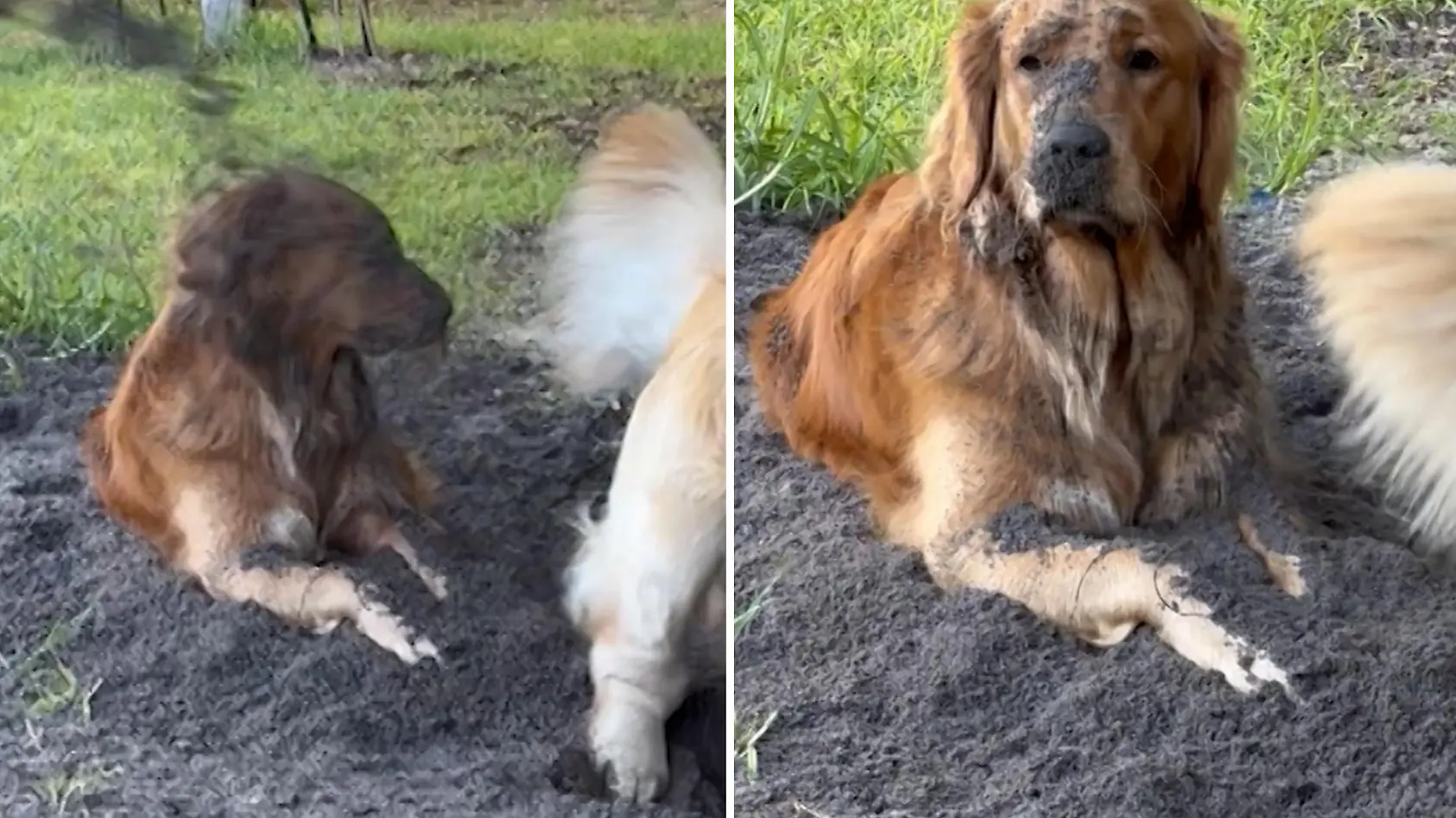 Hund saut anderen ein - beim Buddeln
