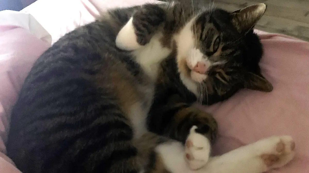 Katze Nala fühlt sich bei Familie James sofort wieder wohl.