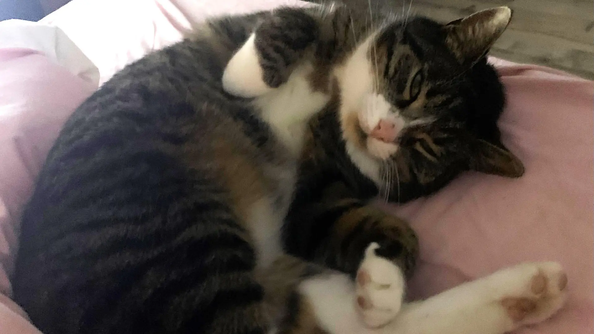 Katze Nala fühlt sich bei Familie James sofort wieder wohl.