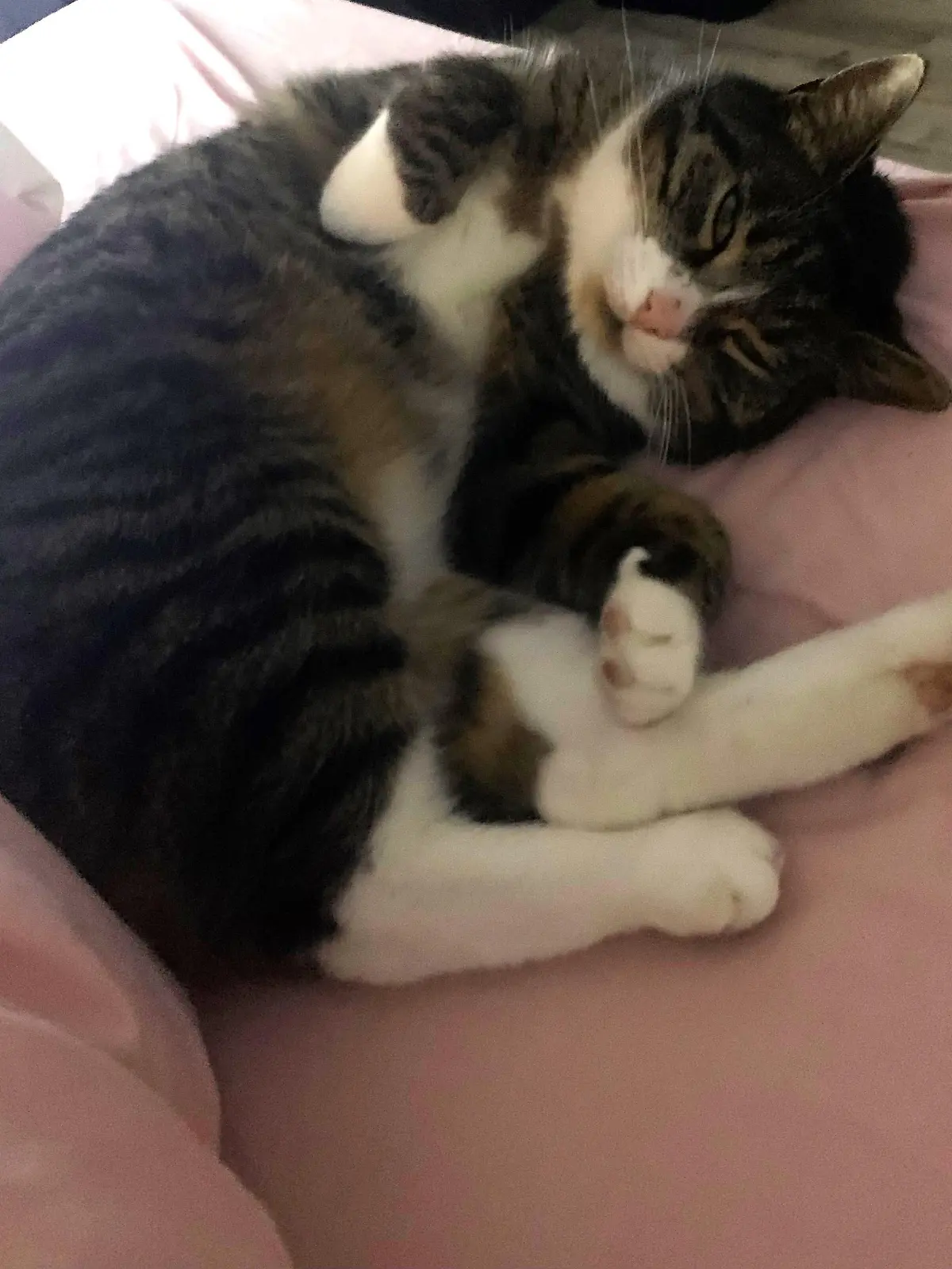 Katze Nala fühlt sich bei Familie James sofort wieder wohl.