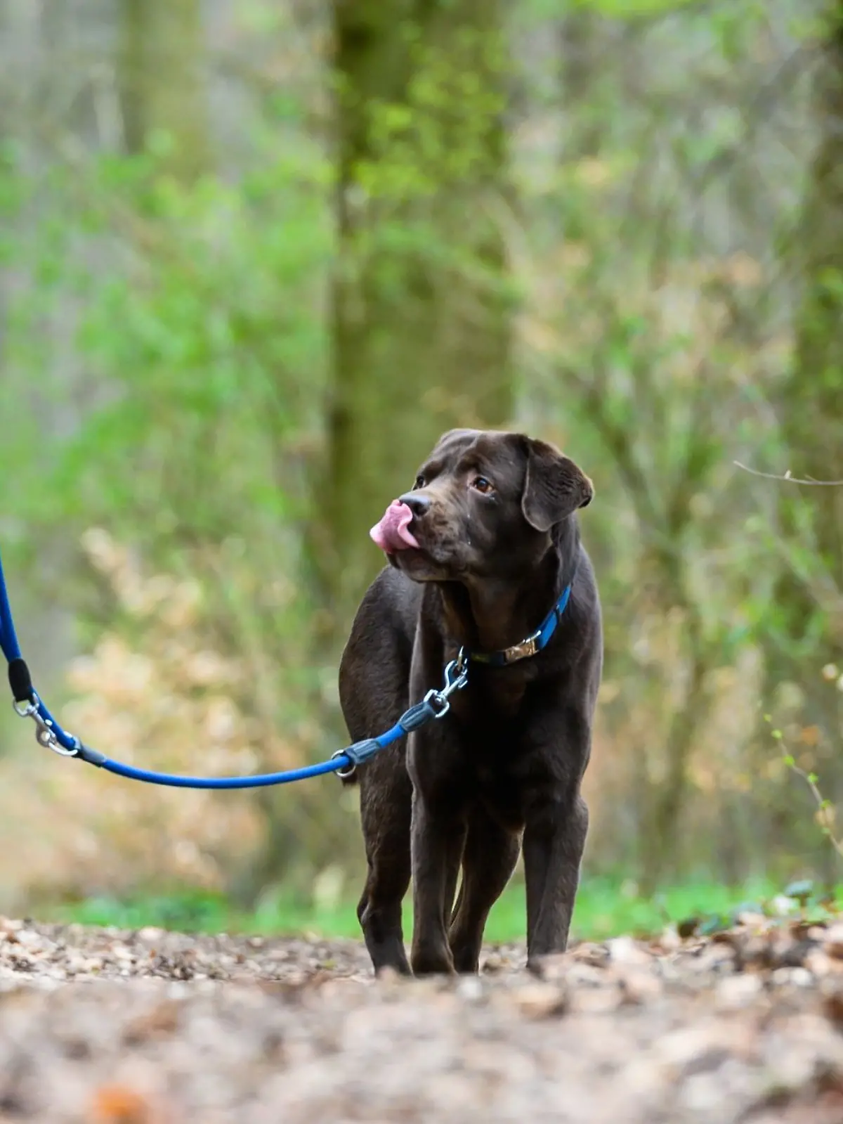 Eine Frau geht mit ihrem Hund spazieren.