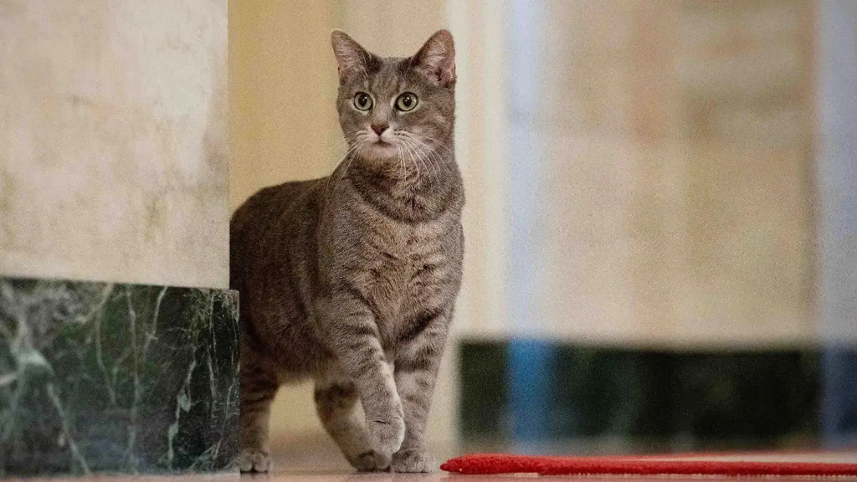FILE - Willow, the Biden family's new pet cat, wanders around the White House on Wednesday, Jan. 27, 2022 in Washington. Jill Biden has written a children's picture book about her White House cat, Willow, that will be published in June.  Simon & Schuster announced Wednesday, March 27, 2024, that “Willow the White House Cat” tells the story of how the short-haired tabby ended up at 1600 Pennsylvania Ave.  (Erin Scott/The White House via AP, File)