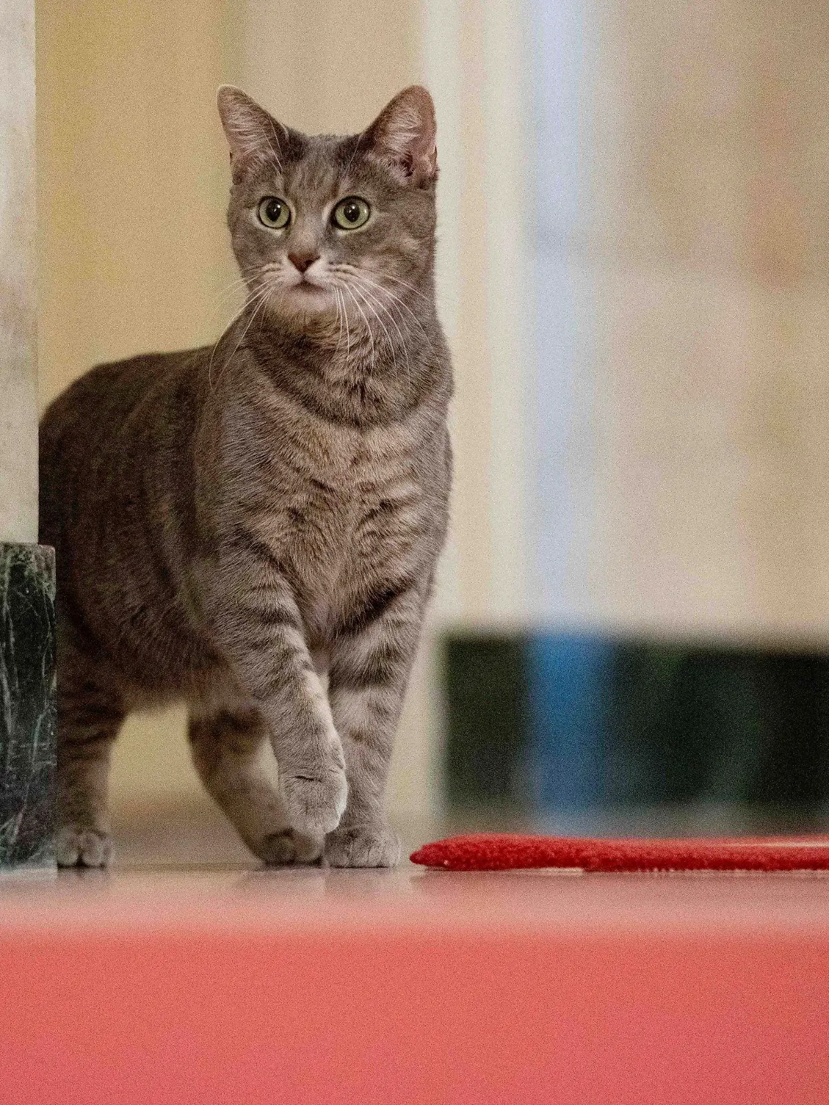 FILE - Willow, the Biden family's new pet cat, wanders around the White House on Wednesday, Jan. 27, 2022 in Washington. Jill Biden has written a children's picture book about her White House cat, Willow, that will be published in June.  Simon & Schuster announced Wednesday, March 27, 2024, that “Willow the White House Cat” tells the story of how the short-haired tabby ended up at 1600 Pennsylvania Ave.  (Erin Scott/The White House via AP, File)