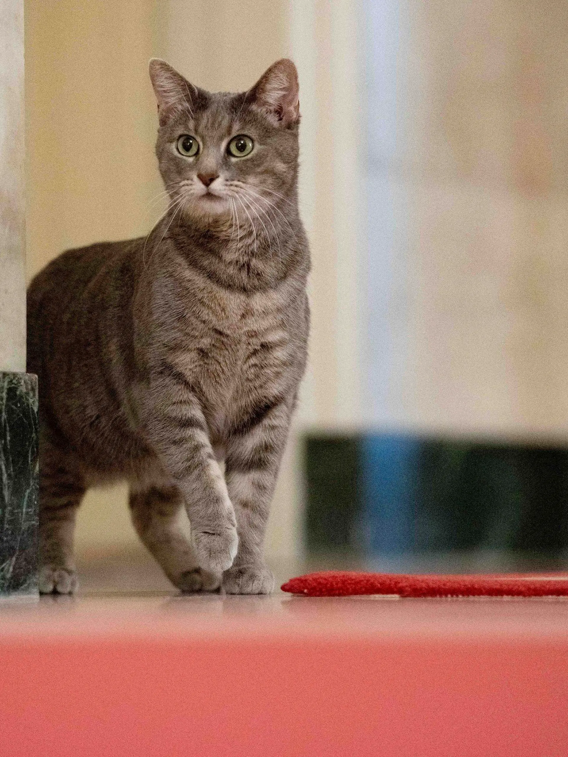 FILE - Willow, the Biden family's new pet cat, wanders around the White House on Wednesday, Jan. 27, 2022 in Washington. Jill Biden has written a children's picture book about her White House cat, Willow, that will be published in June.  Simon & Schuster announced Wednesday, March 27, 2024, that “Willow the White House Cat” tells the story of how the short-haired tabby ended up at 1600 Pennsylvania Ave.  (Erin Scott/The White House via AP, File)