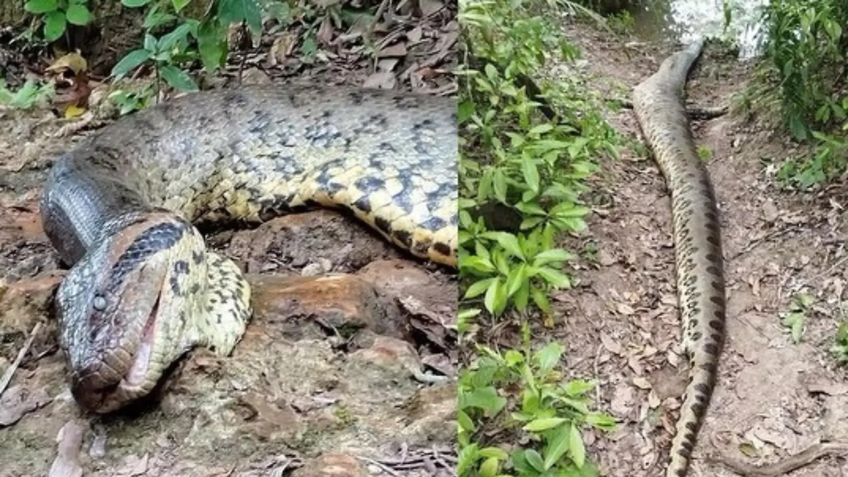 Jäger erschießen Ana Julia