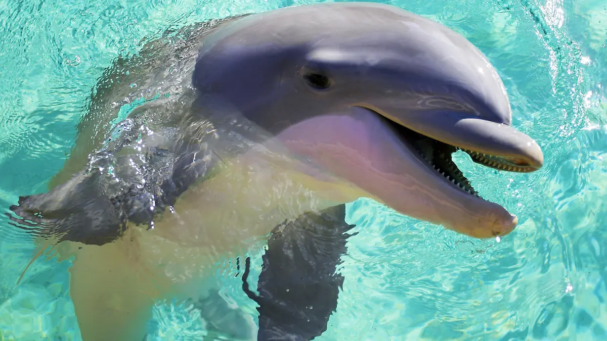 Ein Großer Tümmler (lat.: Tursiops truncatus) steckt seinen Kopf aus dem Wasser. Aufgenommen 2006 in den USA. Foto: Ronald Wittek +++(c) dpa - Report+++