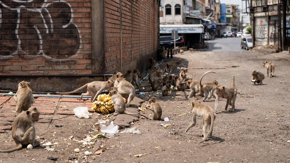 March 4, 2024, Bangkok, Lopburi, Thailand: Macaque monkeys eat in a designated feeding area near the city center in Lopburi, Thailand. Crop burning, being a large contributor to Thailand's PM 2.5 air pollution issue, as well as its overpopulation of Macaque monkeys, has put the rural province in the local and global spotlight as Prime Minister Srettha Thavisin has vowed to fix both issues. (Credit Image: © Matt Hunt/ZUMA Press Wire) / action press