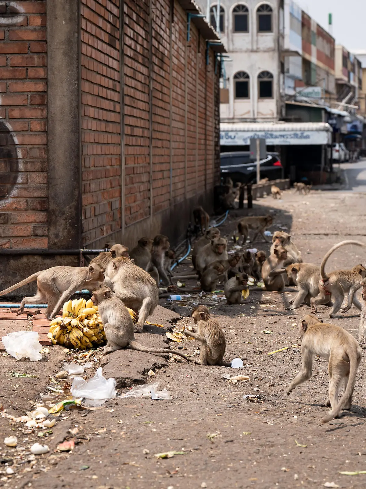 March 4, 2024, Bangkok, Lopburi, Thailand: Macaque monkeys eat in a designated feeding area near the city center in Lopburi, Thailand. Crop burning, being a large contributor to Thailand's PM 2.5 air pollution issue, as well as its overpopulation of Macaque monkeys, has put the rural province in the local and global spotlight as Prime Minister Srettha Thavisin has vowed to fix both issues. (Credit Image: © Matt Hunt/ZUMA Press Wire) / action press