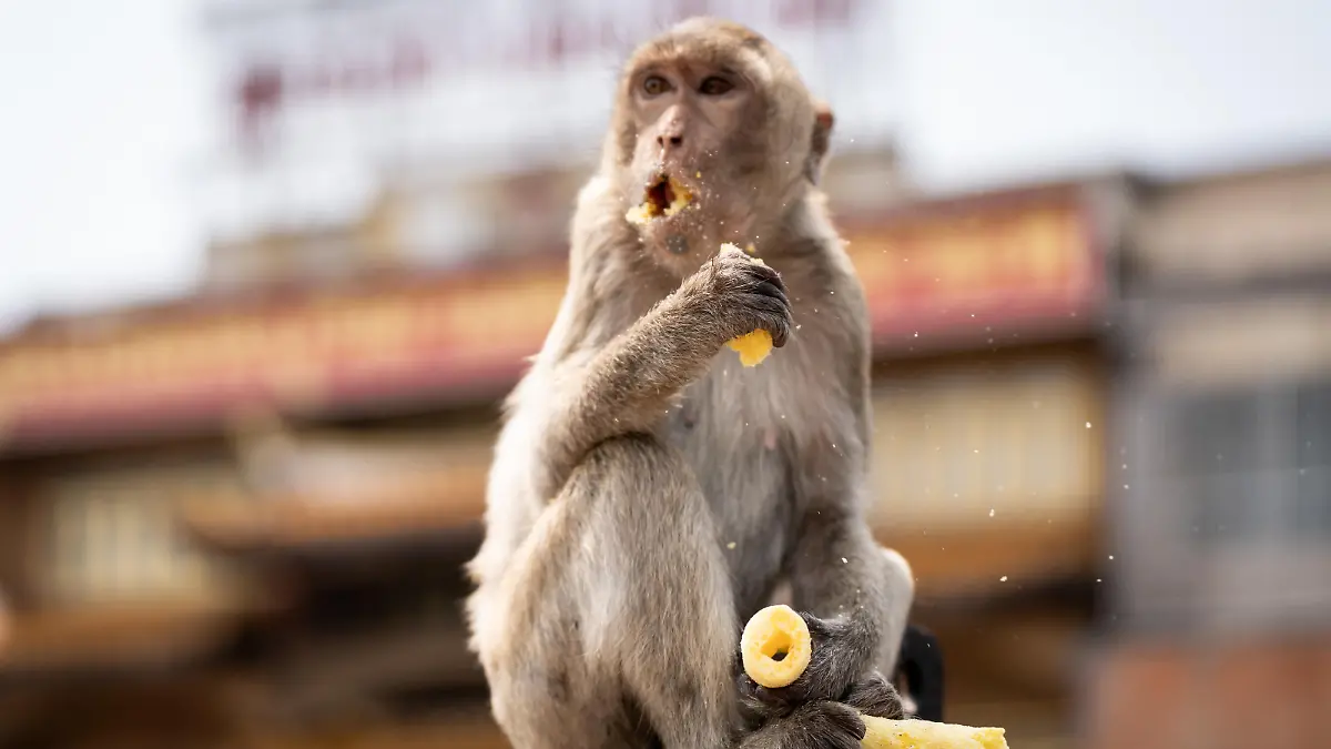 March 4, 2024, Bangkok, Lopburi, Thailand: A macaque monkey eats a corn snack atop an electrical box around the city center in Lopburi, Thailand. Crop burning, being a large contributor to Thailand's PM 2.5 air pollution issue, as well as its overpopulation of Macaque monkeys, has put the rural province in the local and global spotlight as Prime Minister Srettha Thavisin has vowed to fix both issues. (Credit Image: © Matt Hunt/ZUMA Press Wire) / action press