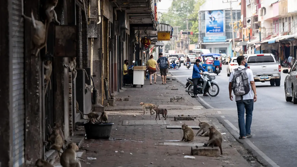 March 4, 2024, Bangkok, Lopburi, Thailand: Someone crosses the street while monkeys hang out around the city center in Lopburi, Thailand. Crop burning, being a large contributor to Thailand's PM 2.5 air pollution issue, as well as its overpopulation of Macaque monkeys, has put the rural province in the local and global spotlight as Prime Minister Srettha Thavisin has vowed to fix both issues. (Credit Image: © Matt Hunt/ZUMA Press Wire) / action press