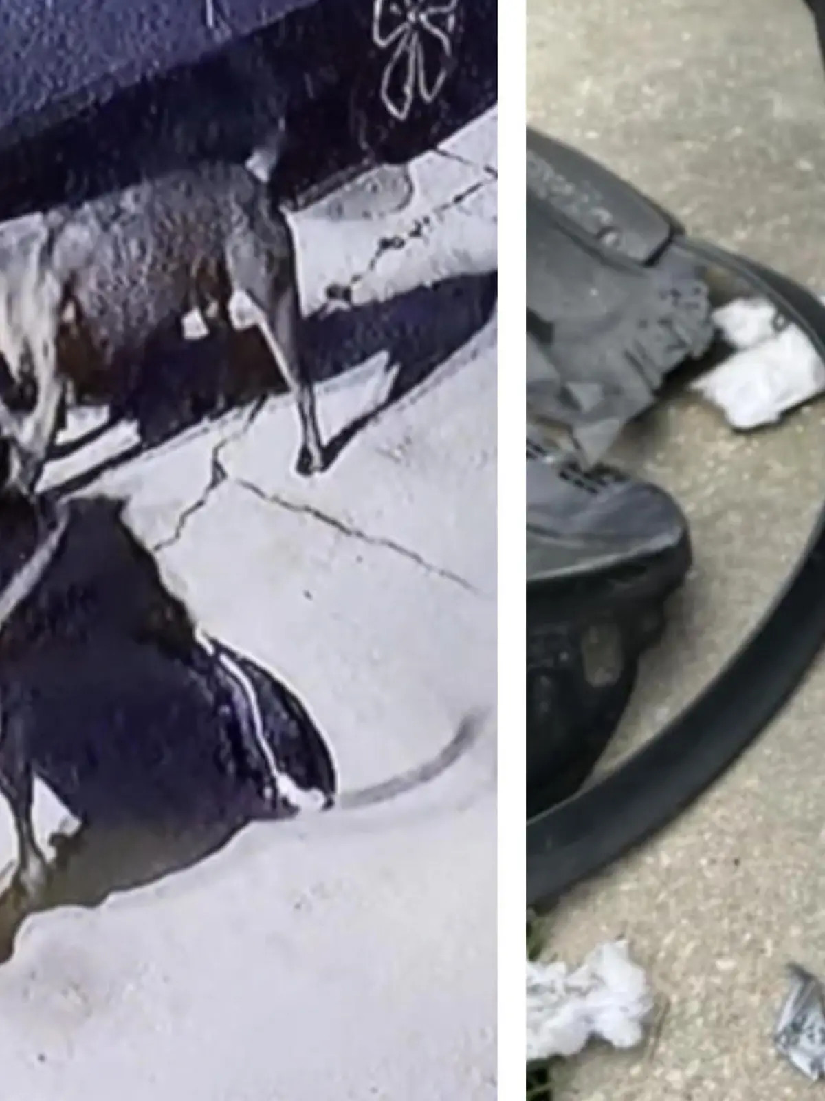 Auf der Jagd nach einer Katze geraten zwei Hunde völlig außer Kontrolle. Die Katze sitzt ahnungslos vor dem Auto ihrer Besitzerin, als die Hunde plötzlich angreifen. Die Katze rettet sich in den Motorraum. Doch die Hunde versuchen unentwegt, das Tier doch noch zu erwischen. Sehr zum Leidwesen des Autos, an dem ein Sachschaden in Höhe von 3.000 Dollar entsteht. Wem die Hunde gehören, ist unklar.