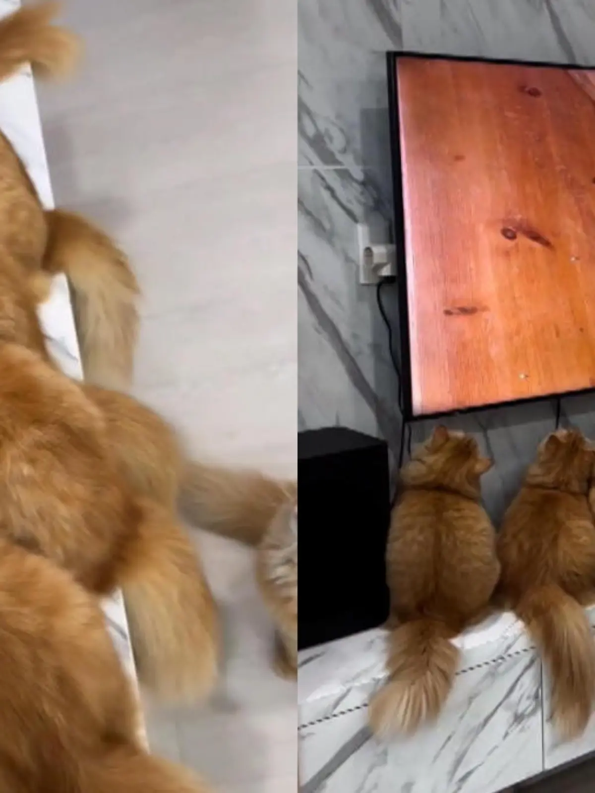 Diese sieben Katzen aus Indonesien haben das Fernsehen für sich entdeckt. Gespannt verfolgen sie die Maus auf Schritt und Tritt vor dem Bildschirm.