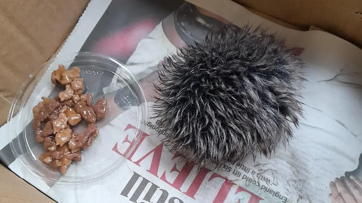 PIC FROM KENNEDY NEWS AND MEDIA (PICTURED: THE 'BABY HEDGEHOG' RUSHED IN BY A CONCERNED ANIMAL LOVER THAT TURNED OUT TO BE A HAT BOBBLE) A worried animal lover was left red-faced when the baby hedgehog she carefully nursed overnight and rushed to an animal hospital turned out to be a fluffy HAT BOBBLE. Wildlife hospital manager Janet Kotze whisked the stricken critter through to triage at Lower Moss Wood Nature Reserve & Wildlife Hospital, in Knutsford, Cheshire, after the prickly patient was rushed in inside a cardboard box. The Good Samaritan, who said she found the hoglet on a pavement the day before, had lined the box with newspaper and even placed a small dish of food next to it to tempt the poorly mammal. DISCLAIMER: While Kennedy News and Media uses its best endeavours to establish the copyright and authenticity of all pictures supplied, it accepts no liability for any damage, loss or legal action caused by the use of images supplied and the publication of images is solely at your discretion. SEE KENNEDY NEWS COPY - 0161 697 4266