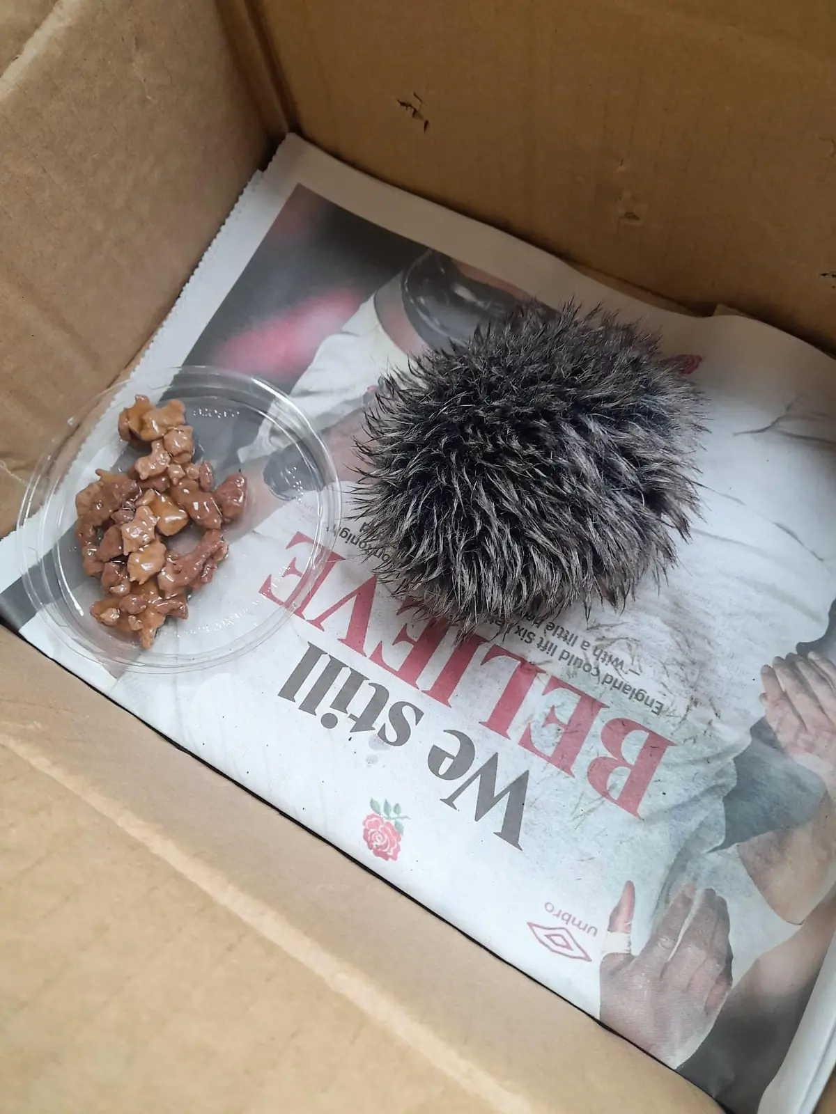 PIC FROM KENNEDY NEWS AND MEDIA (PICTURED: THE 'BABY HEDGEHOG' RUSHED IN BY A CONCERNED ANIMAL LOVER THAT TURNED OUT TO BE A HAT BOBBLE) A worried animal lover was left red-faced when the baby hedgehog she carefully nursed overnight and rushed to an animal hospital turned out to be a fluffy HAT BOBBLE. Wildlife hospital manager Janet Kotze whisked the stricken critter through to triage at Lower Moss Wood Nature Reserve & Wildlife Hospital, in Knutsford, Cheshire, after the prickly patient was rushed in inside a cardboard box. The Good Samaritan, who said she found the hoglet on a pavement the day before, had lined the box with newspaper and even placed a small dish of food next to it to tempt the poorly mammal. DISCLAIMER: While Kennedy News and Media uses its best endeavours to establish the copyright and authenticity of all pictures supplied, it accepts no liability for any damage, loss or legal action caused by the use of images supplied and the publication of images is solely at your discretion. SEE KENNEDY NEWS COPY - 0161 697 4266