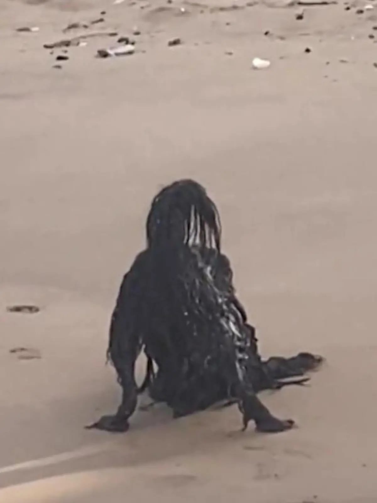 Zwei Arme, keine Beine, ein haariger Kopf und irgendwie sieht es nass aus. Was hat eine Strandbesucherin in Panama da gefilmt? Die Auflösung um die Horror-Kreatur gibt es im Video.