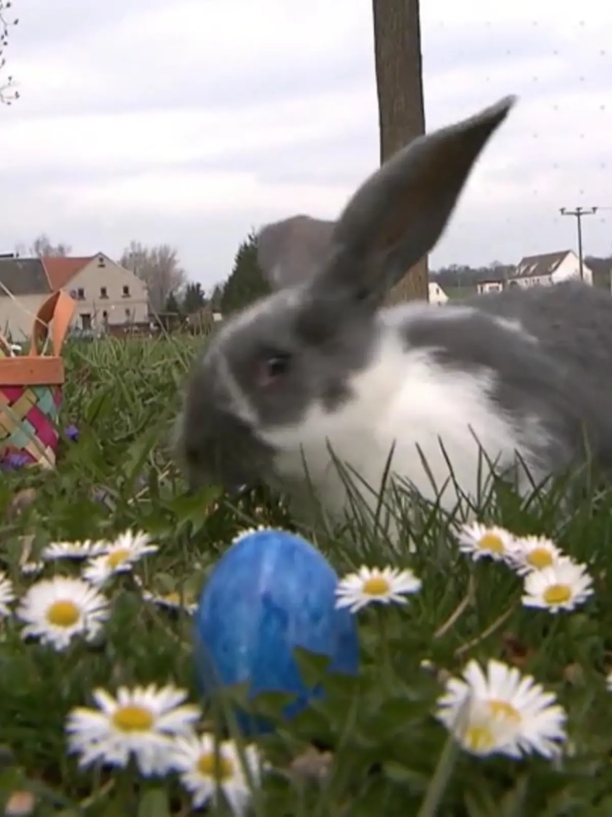 Warum färben wir zu Ostern eigentlich Eier? Und wieso ist der Osterhase überhaupt ein Hase?