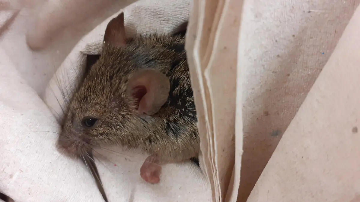 Die Rettungsaktion bedeutet für die Maus viel Stress