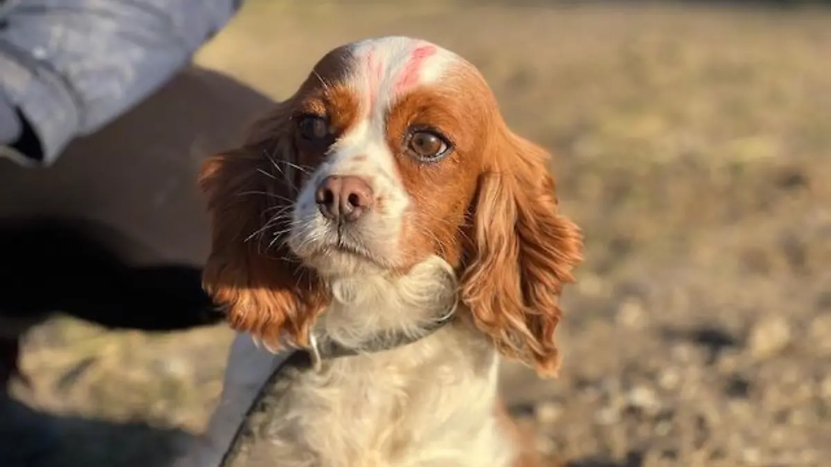 Das erste Foto, das wir von Luna sehen. Hier ist sie bereits im ungarischen Tierheim, der rote Fleck auf dem Kopf dient als Markierung.