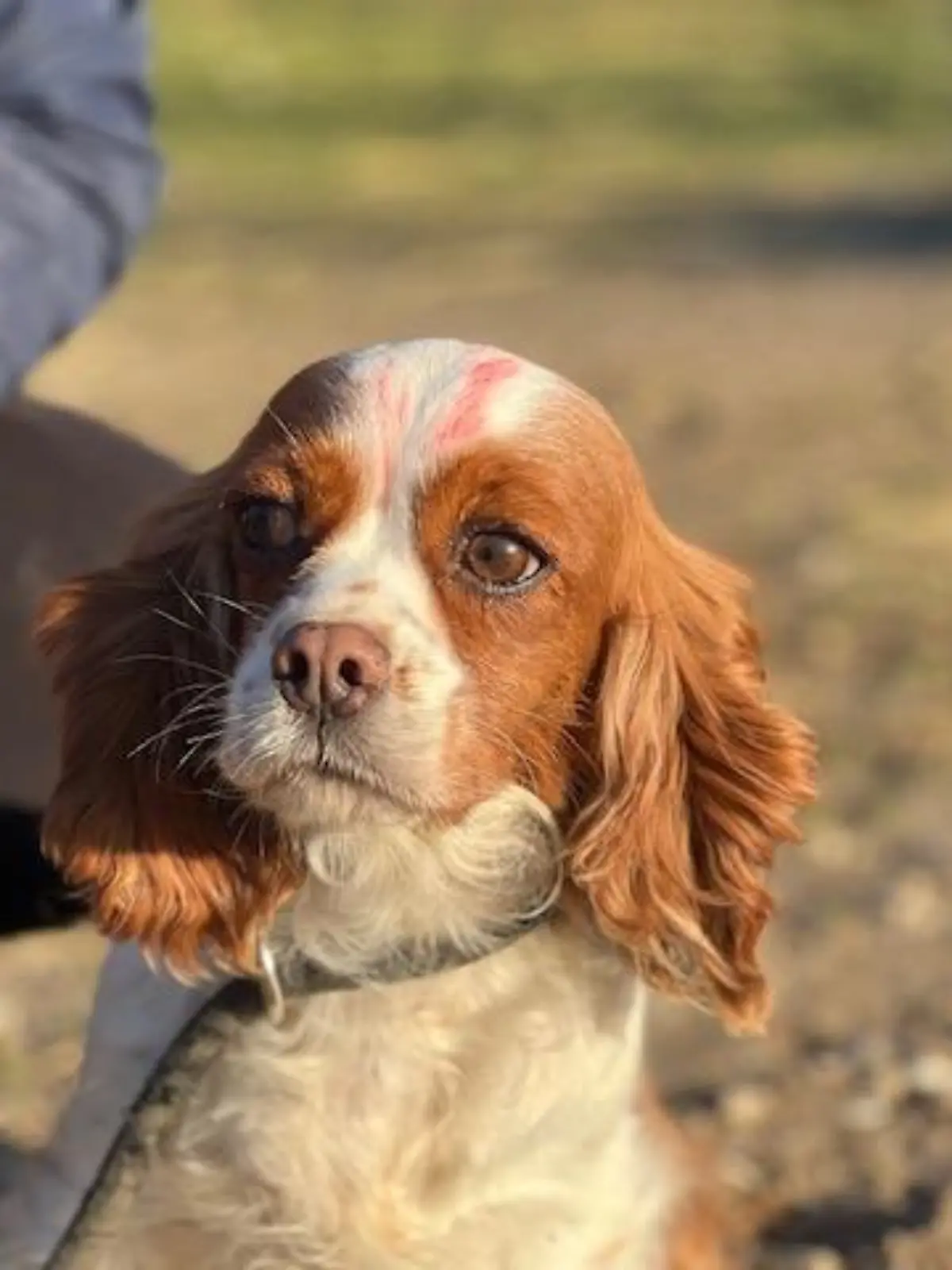 Das erste Foto, das wir von Luna sehen. Hier ist sie bereits im ungarischen Tierheim, der rote Fleck auf dem Kopf dient als Markierung.