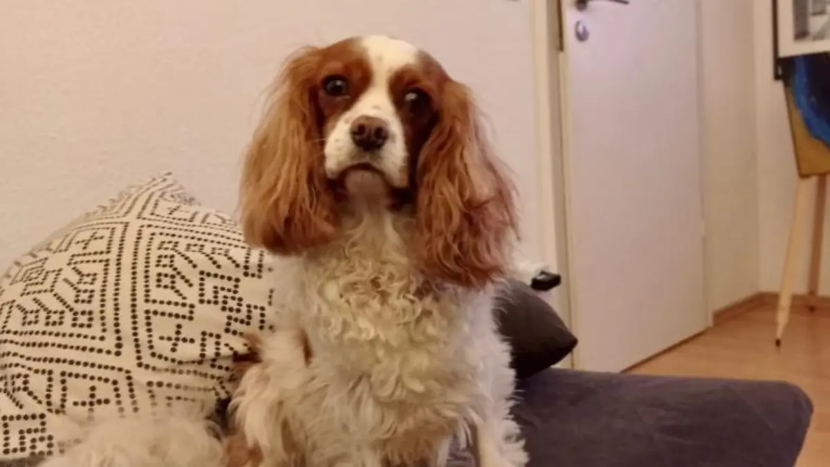 Anfangs hatte sie noch vor allem Angst - doch mittlerweile ist Luna ein frecher, aufgeweckter und verkuschelter Hund