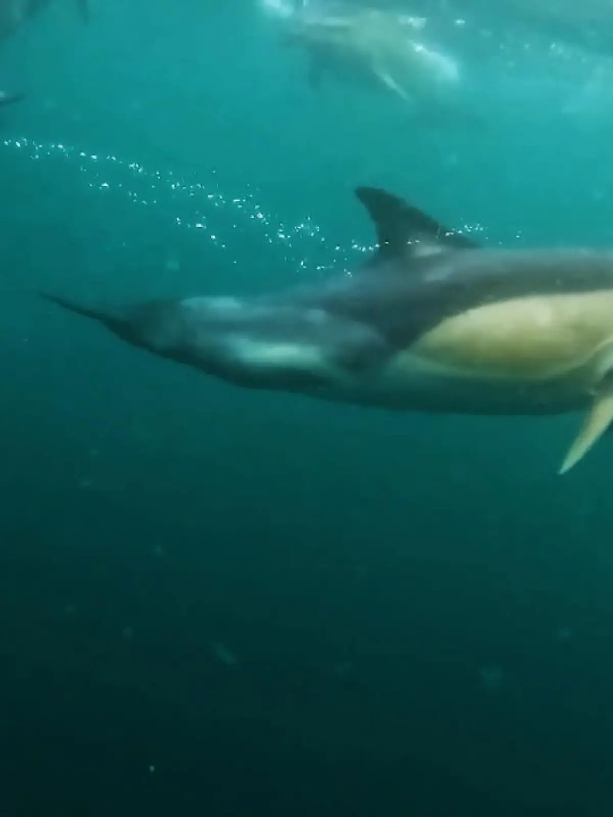 Tierfotografin Rosie Barrett hat diese seltenen Aufnahmen vor Großbritannien gemacht: Eine Gruppe Delfine, die sich aufgeregt unterhält. Wie süß das klingt, können Sie sich im Video anhören.