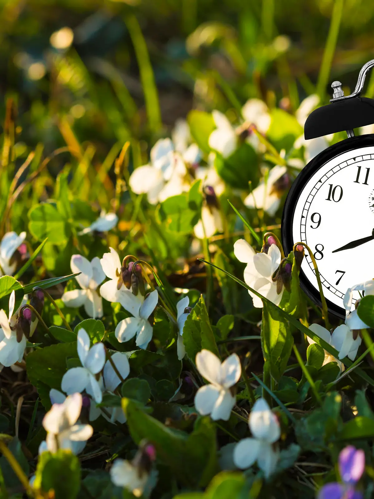 Alarm clock placed among the flowers, representing the end of winter.