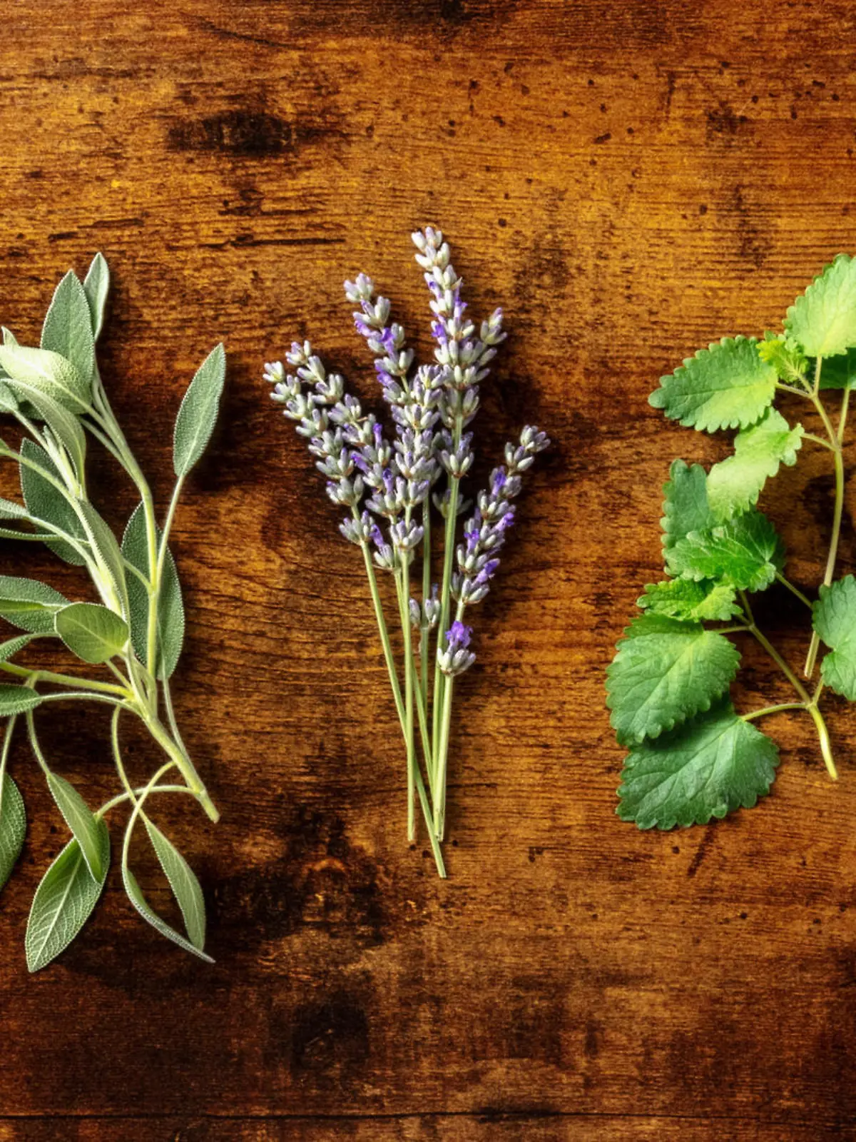 Fresh aromatic herbs, overhead flat lay panorama on a rustic wooden background. Bunches of rosemary, basil, thyme and various other culinary plants