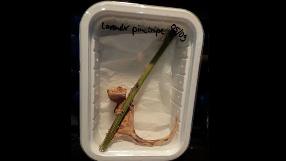 Reptilien in Plastikboxen