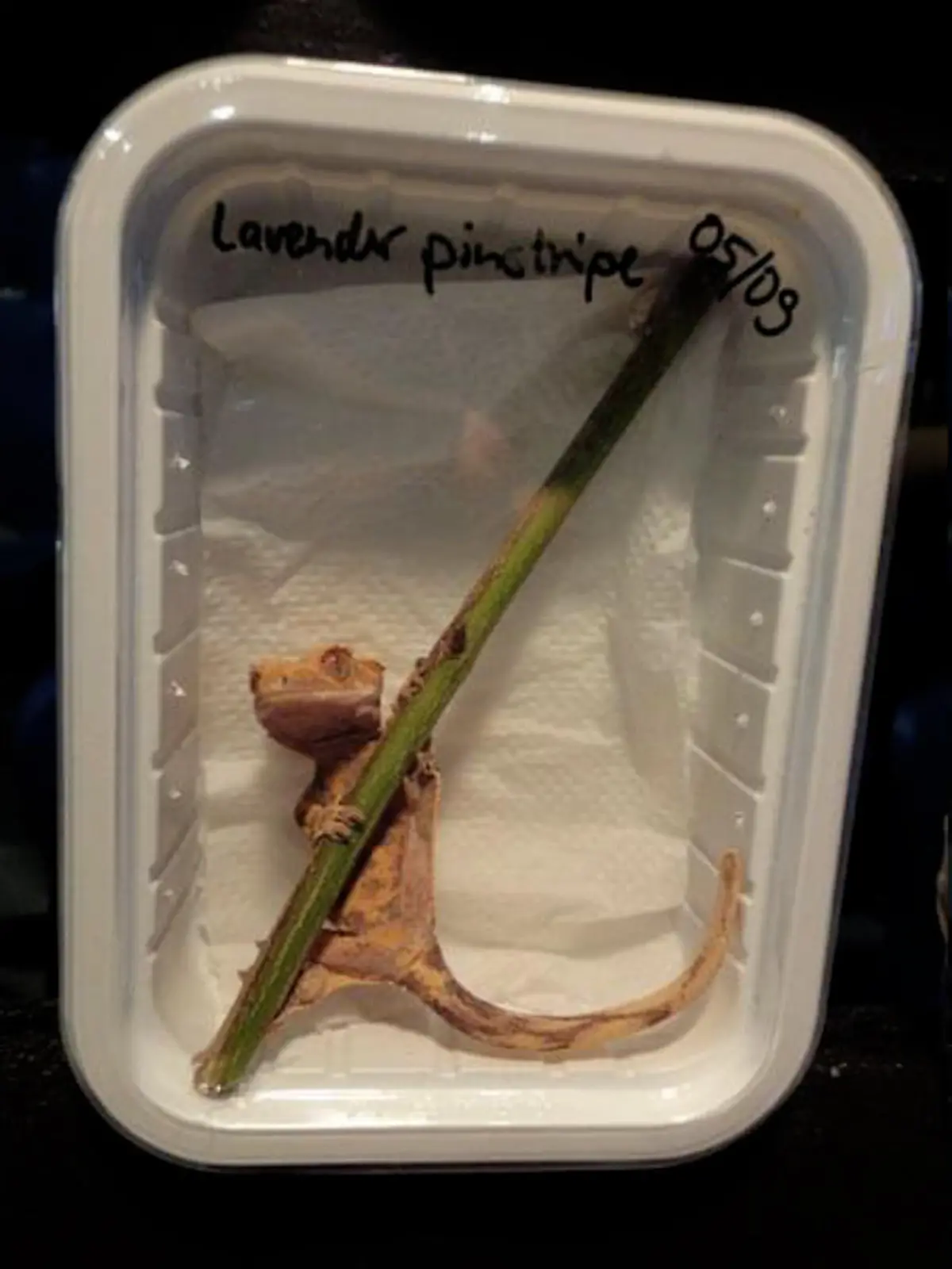 Reptilien in Plastikboxen