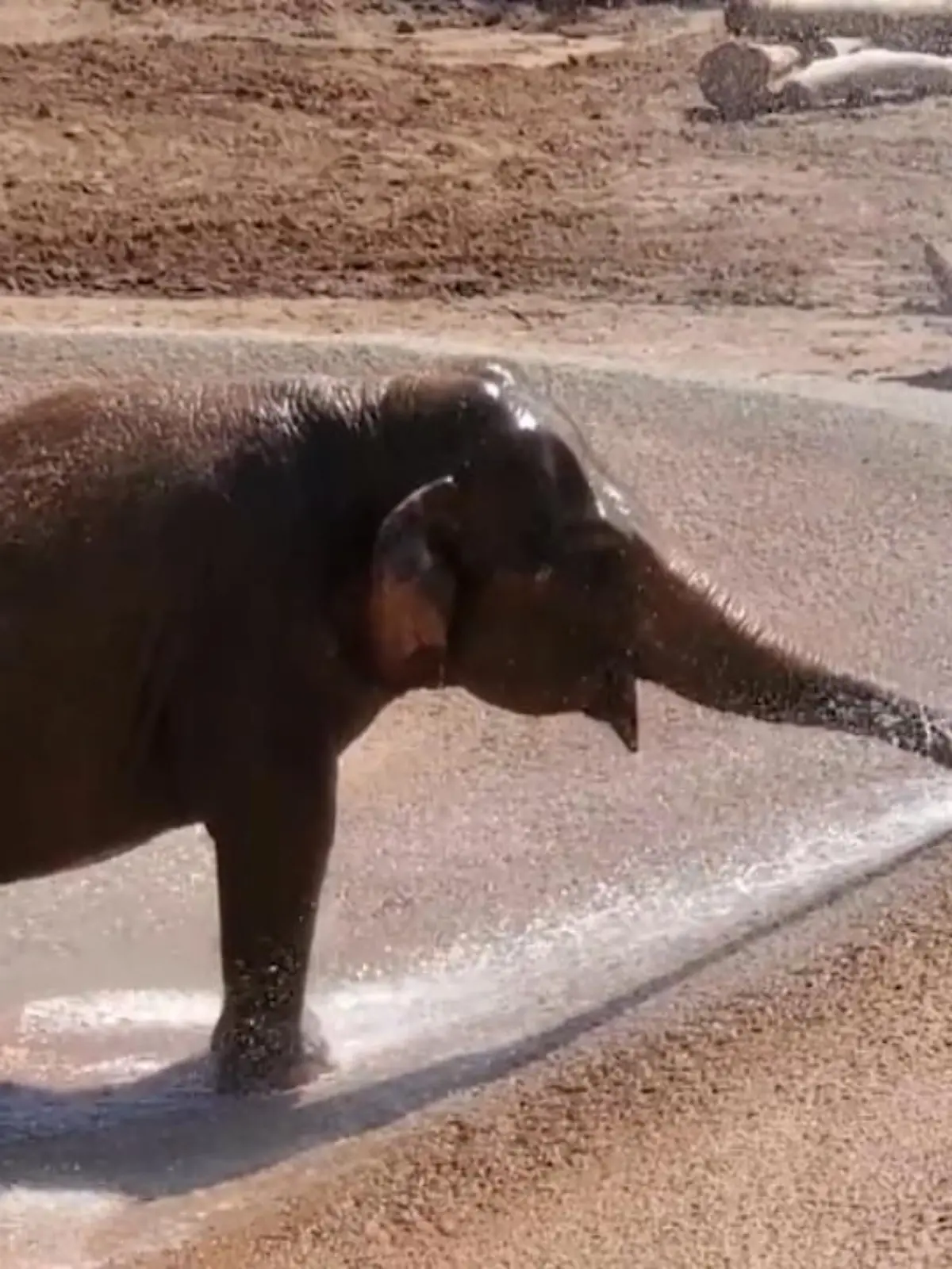 Bild zu: "Elefantenjunges kühlt im Zoo ab"