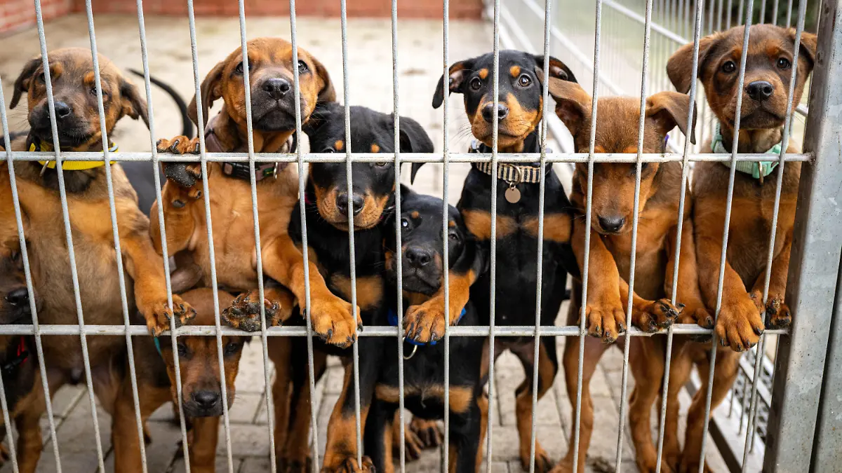 ARCHIV - 13.02.2024, Bremen: Hunde lehnen an dem Gitter eines Zwingers in einem Tierheim. Viele deutsche Tierheime sind überfüllt, manche haben sogar einen Aufnahmestopp verhängt. (zu dpa: «Bundestierschutzbeauftragte: Lage in Tierheimen «dramatisch»») Foto: Sina Schuldt/dpa +++ dpa-Bildfunk +++