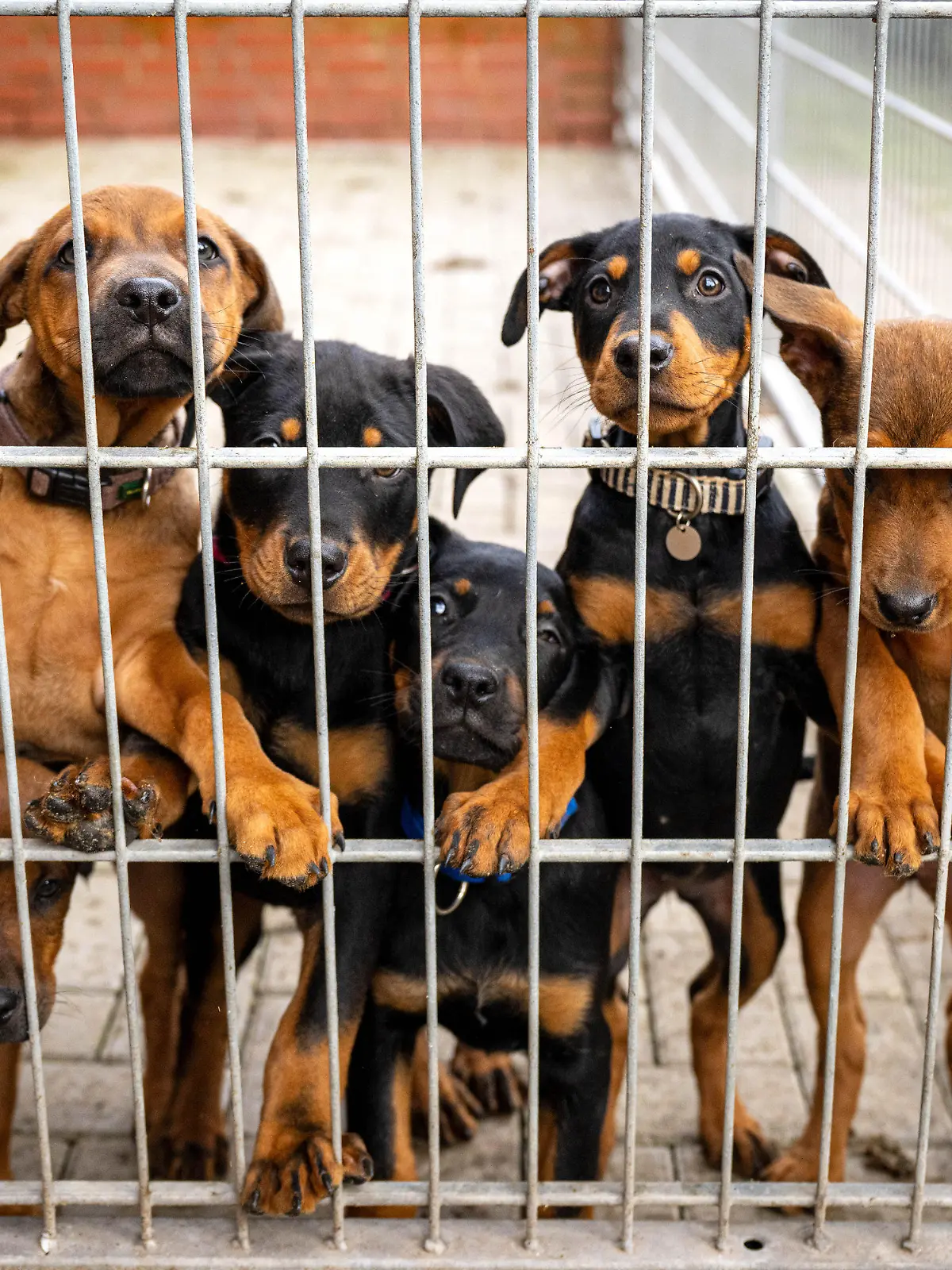 ARCHIV - 13.02.2024, Bremen: Hunde lehnen an dem Gitter eines Zwingers in einem Tierheim. Viele deutsche Tierheime sind überfüllt, manche haben sogar einen Aufnahmestopp verhängt. (zu dpa: «Bundestierschutzbeauftragte: Lage in Tierheimen «dramatisch»») Foto: Sina Schuldt/dpa +++ dpa-Bildfunk +++