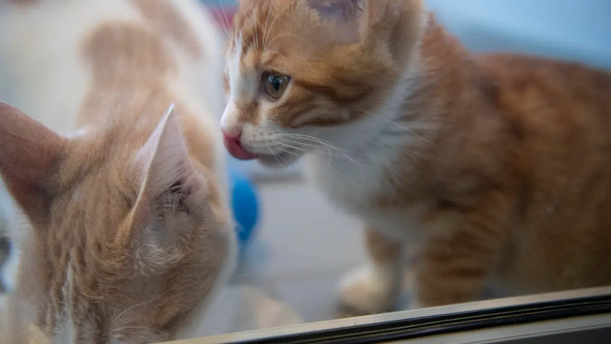 ARCHIV - 27.12.2023, Berlin: Junge Katzen sitzen in einem Tierheim hinter Glas. Viele deutsche Tierheime sind überfüllt, manche haben sogar einen Aufnahmestopp verhängt. (zu dpa: «Bundestierschutzbeauftragte: Lage in Tierheimen «dramatisch»») Foto: Paul Zinken/dpa +++ dpa-Bildfunk +++