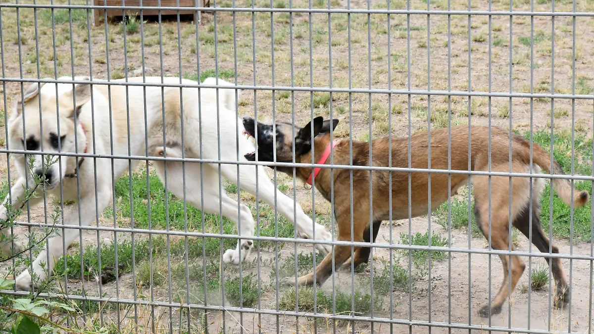 ARCHIV - 14.07.2022, Sachsen, Leipzig: In einem großen Auslaufzwinger eines Tierheims attackiert eine angstaggressive Belgische Schäferhündin einen Zentralasiatenmix. Viele deutsche Tierheime sind überfüllt, manche haben sogar einen Aufnahmestopp verhängt. (zu dpa: «Tierheime sind akut überlastet - was muss sich ändern?») Foto: Waltraud Grubitzsch/dpa-Zentralbild/dpa +++ dpa-Bildfunk +++