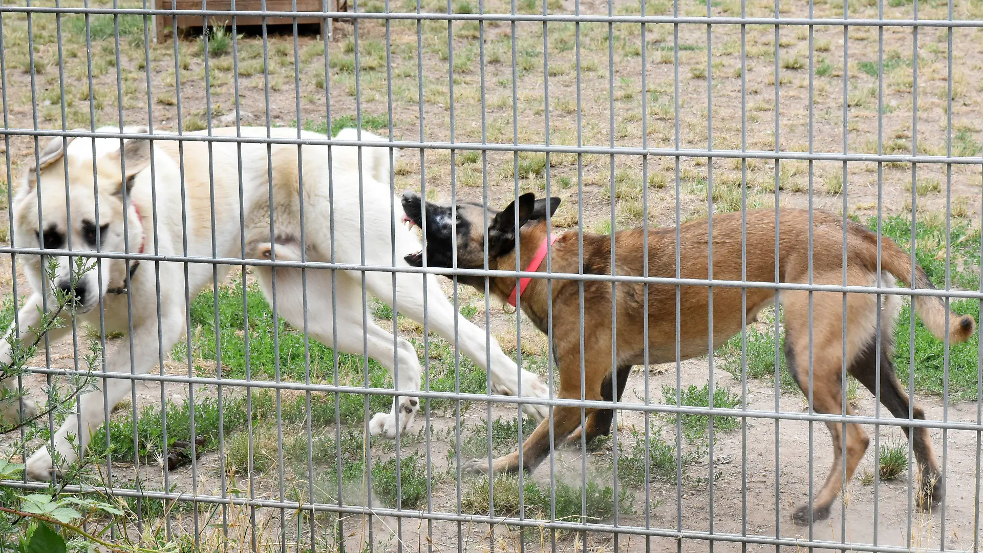 ARCHIV - 14.07.2022, Sachsen, Leipzig: In einem großen Auslaufzwinger eines Tierheims attackiert eine angstaggressive Belgische Schäferhündin einen Zentralasiatenmix. Viele deutsche Tierheime sind überfüllt, manche haben sogar einen Aufnahmestopp verhängt. (zu dpa: «Tierheime sind akut überlastet - was muss sich ändern?») Foto: Waltraud Grubitzsch/dpa-Zentralbild/dpa +++ dpa-Bildfunk +++