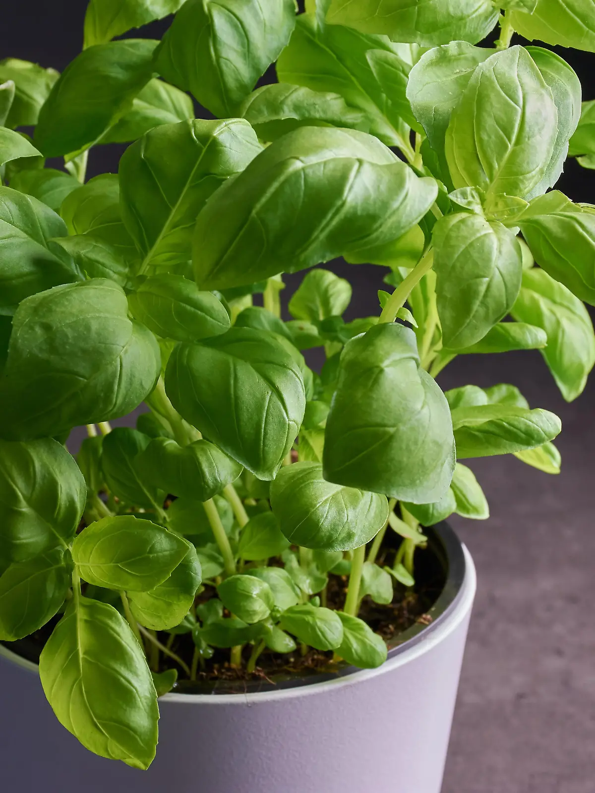 weißer Blumentopf mit frischem Basilikum auf grauem Hintergrund