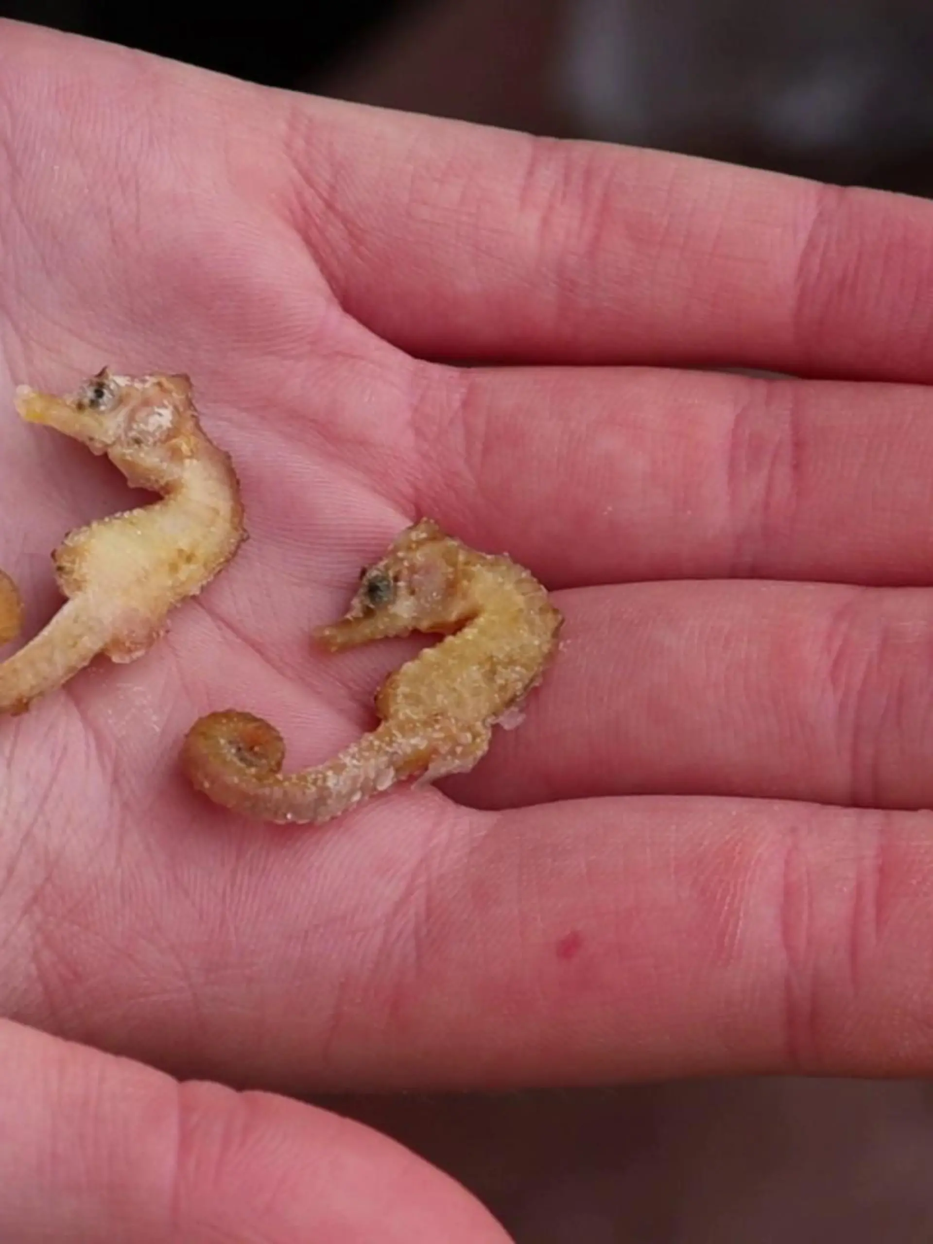 ARCHIV - 18.01.2022, Niedersachsen, Wangerooge: Zwei leblose Kurzschnäuzige Seepferdchen («Hippocampus hippocampus») liegen in der Hand eines Naturschutzwartes. Um das Vorkommen seltener Seepferdchen in der deutschen Nordsee zu untersuchen, haben Wissenschaftler mithilfe von Bürgern erste Exemplare solcher angespülten Meerestiere für ein Forschungsprojekt gesammelt. (zu dpa: «Seepferdchen, Schildkröten und Co. - Seltene Tiere im Wattenmeer») Foto: Peter Kuchenbuch-Hanken/dpa +++ dpa-Bildfunk +++